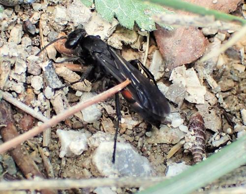 Réf. 325 241 : Entomobora crassitarsis